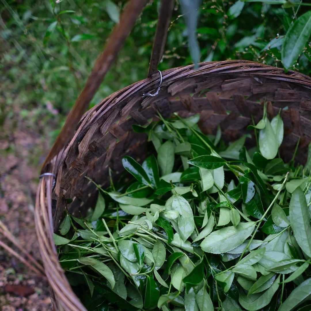 Fresh tea leaves on Wuyi Rock Tea bush - Fujian Province tea garden