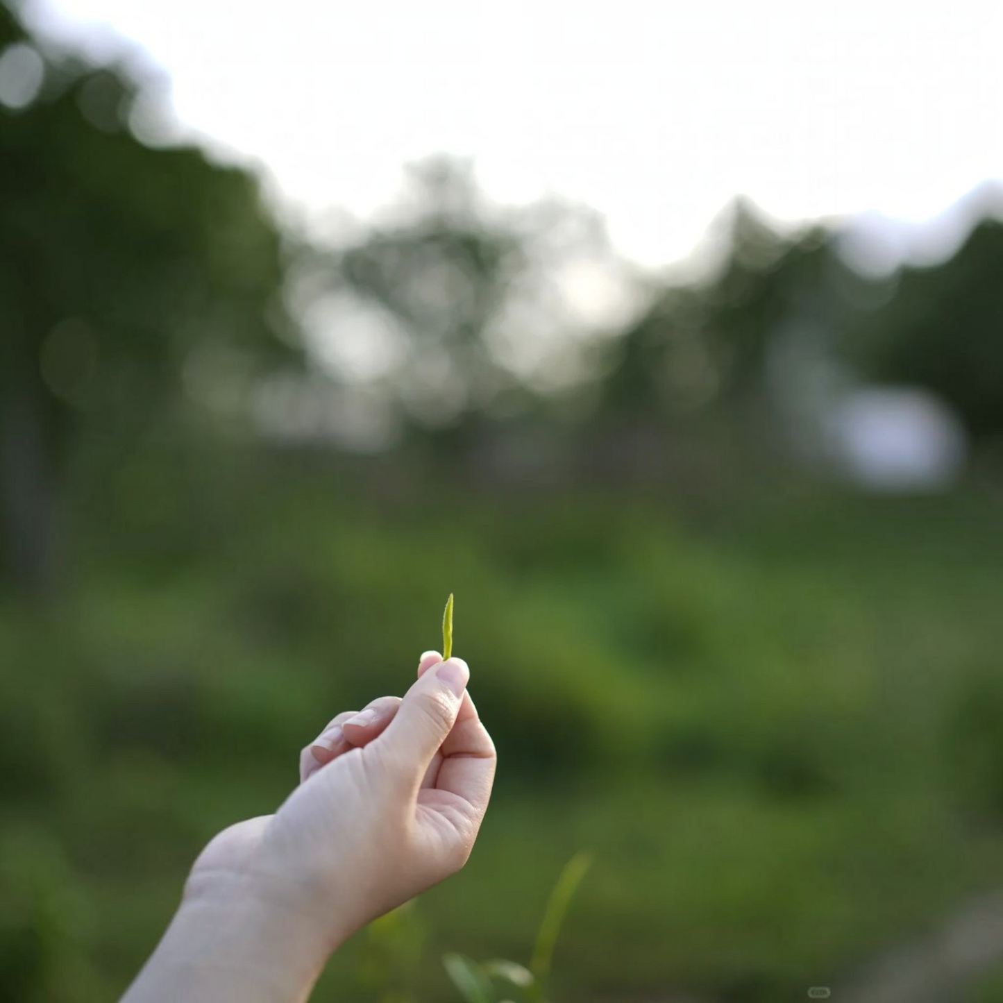 Junshan Yinzhen