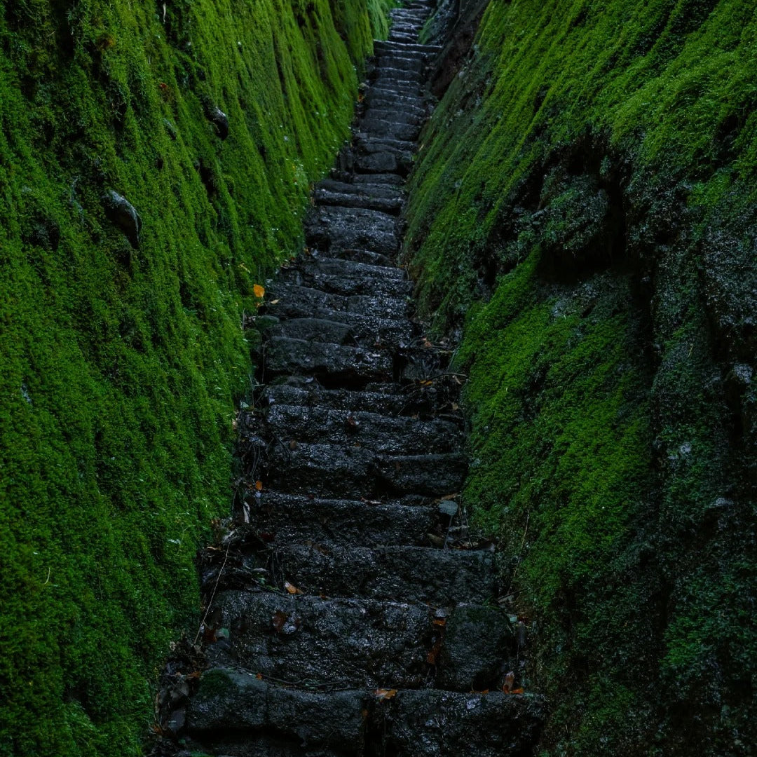 Wuyi Shui Xian tea garden in the misty rock gorges of Fujian Province