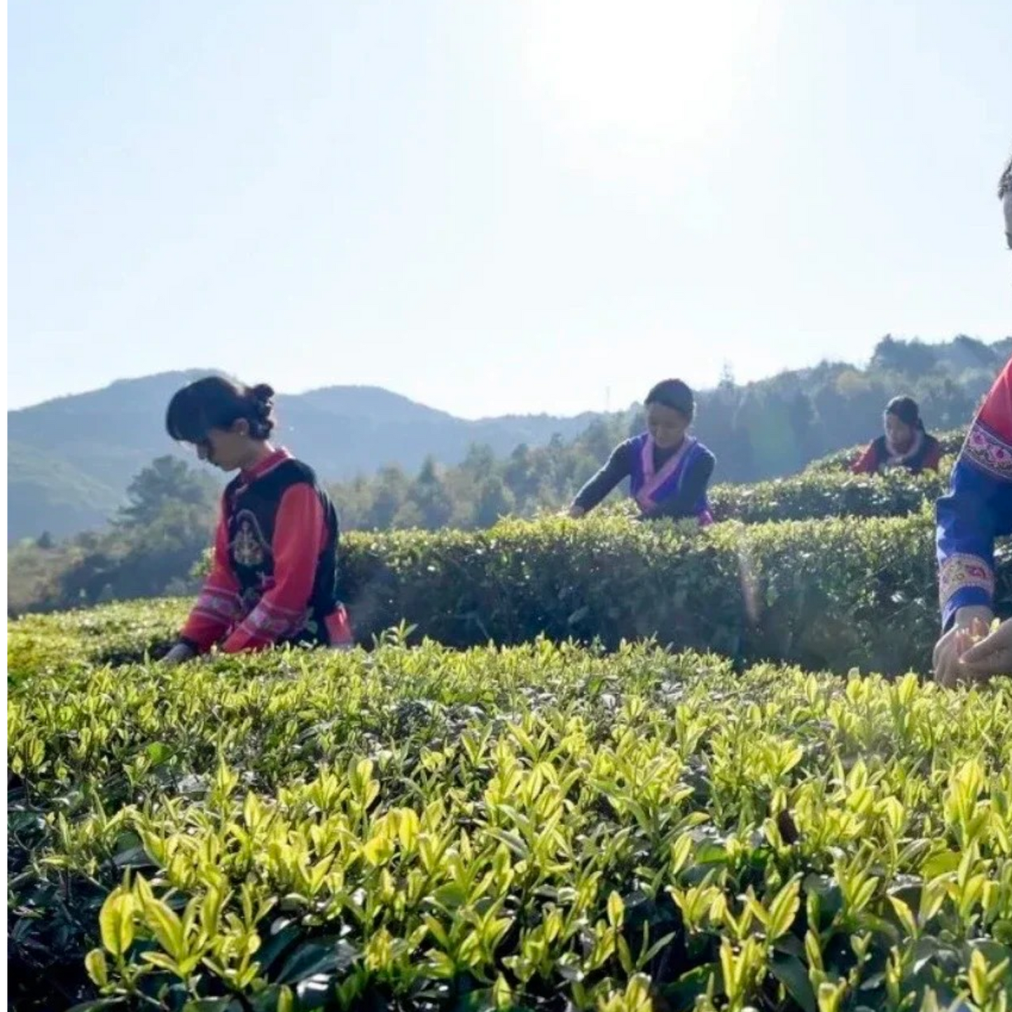 Yunnan Silver Needle