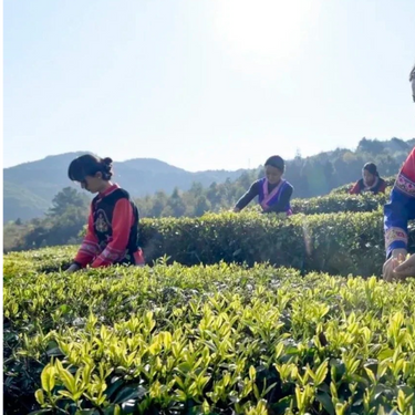 Yunnan Silver Needle