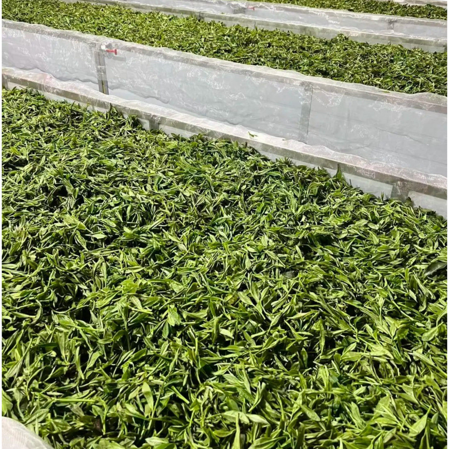 Fuding White Peony (Bai Mu Dan)
