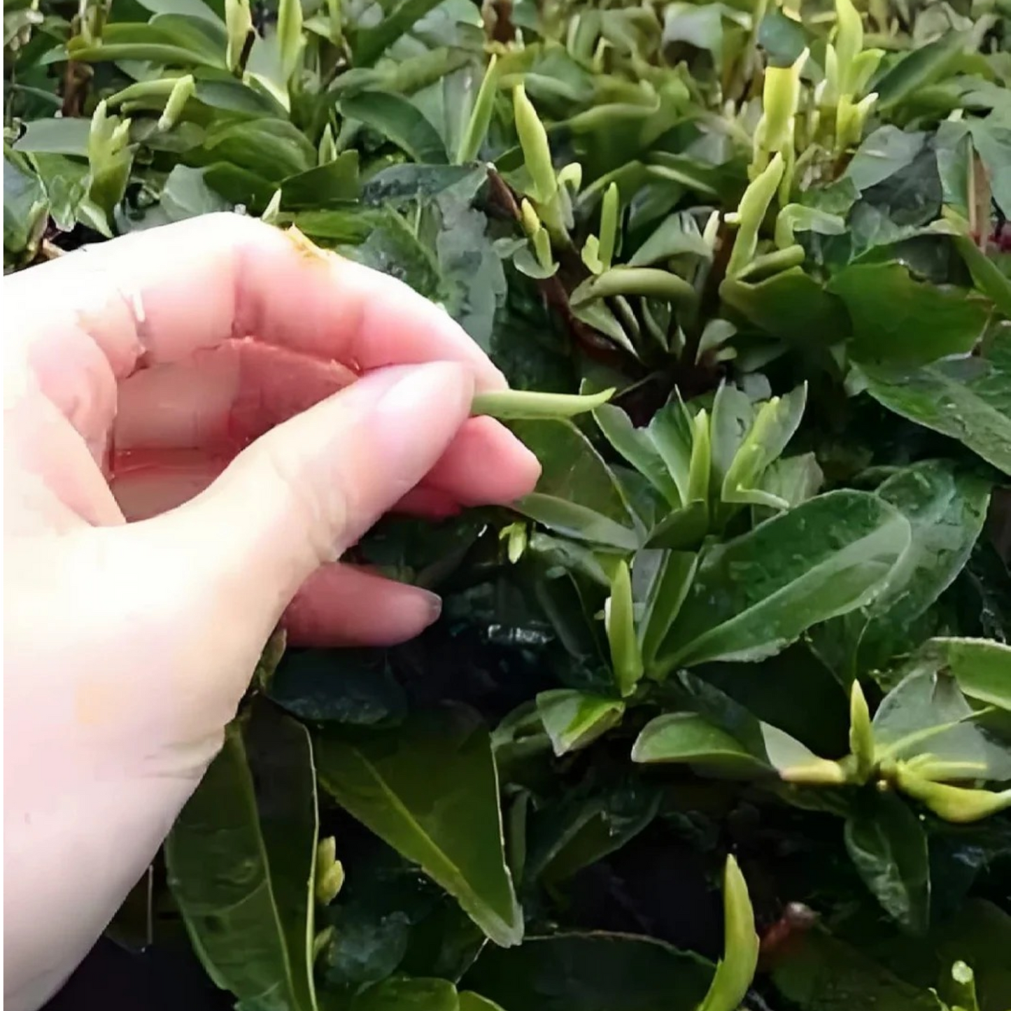 Fuding Silver Needle (Bai Hao Yinzhen)