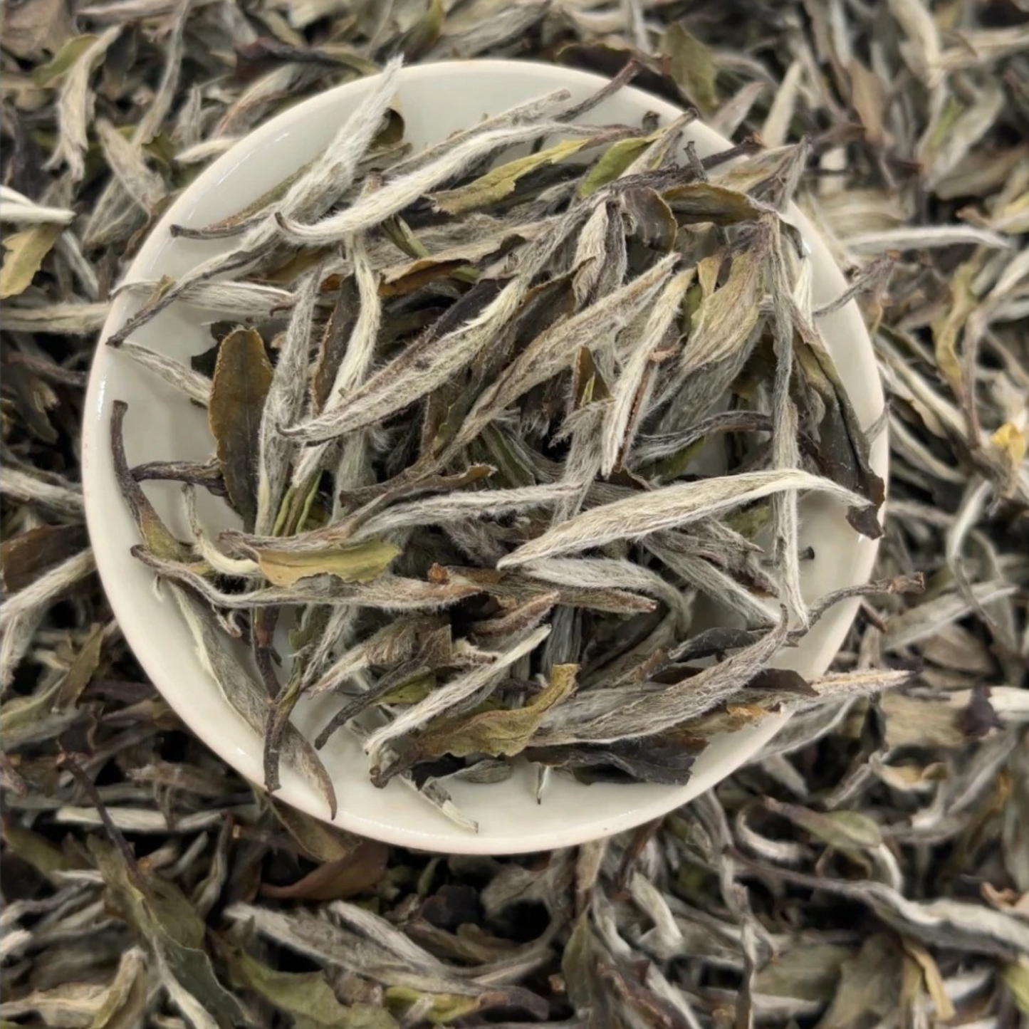 Fuding White Peony (Bai Mu Dan)