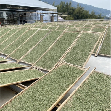 Fuding Silver Needle (Bai Hao Yinzhen)