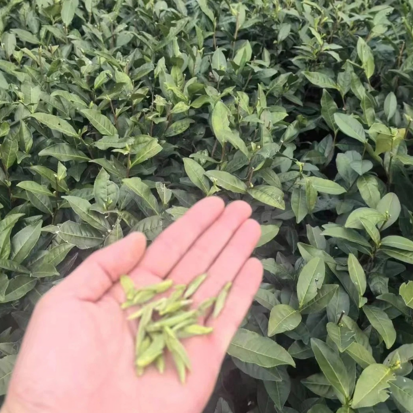 Fuding Silver Needle (Bai Hao Yinzhen)
