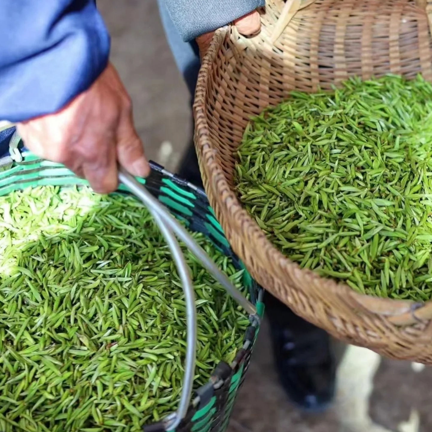 Fuding Silver Needle (Bai Hao Yinzhen)