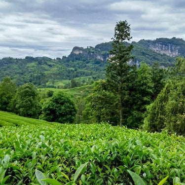 Da Hong Pao tea bush growing on cliffs of Wu Yi Mountain - source of authentic Wuyi Rock Tea