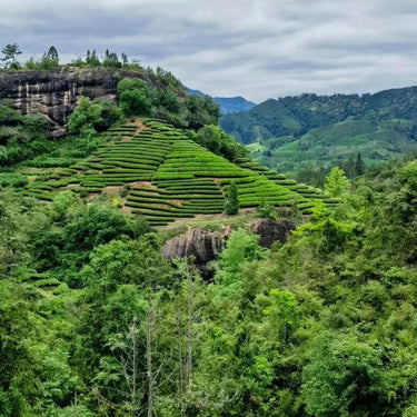 Da Hong Pao tea bush growing on cliffs of Wu Yi Mountain - source of authentic Wuyi Rock Tea