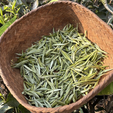 Yunnan Silver Needle