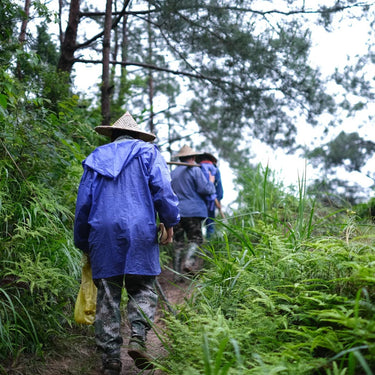 Wuyi tea farmer harvesting Da Hong Pao in spring - traditional Chinese oolong sourcing