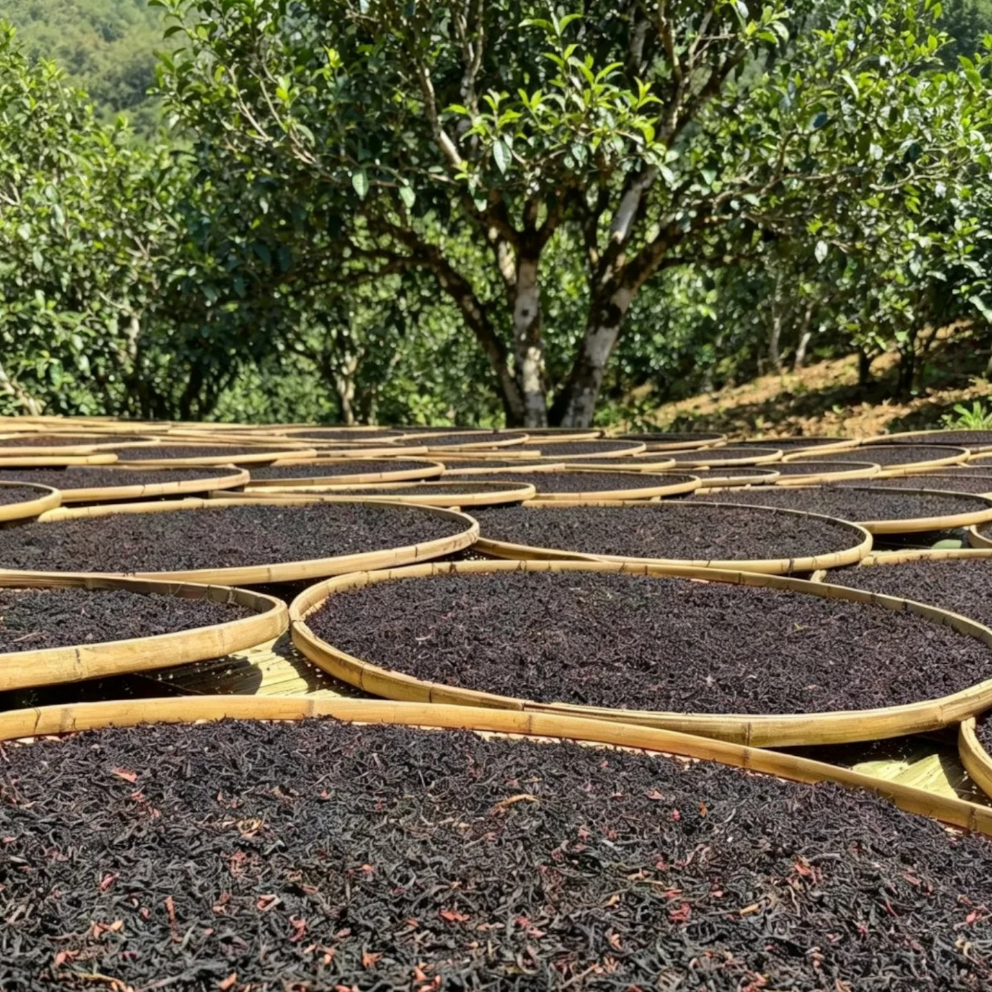 Gu Shu Dianhong-Yunan Chinese Black Tea