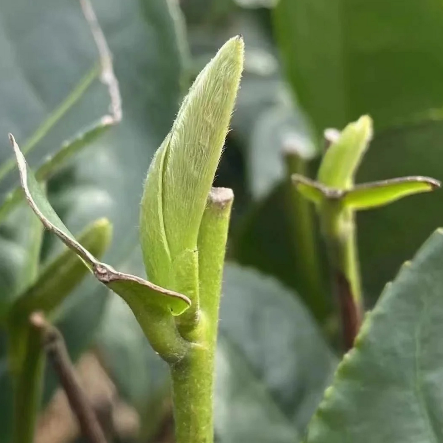 Fuding Silver Needle (Bai Hao Yinzhen)