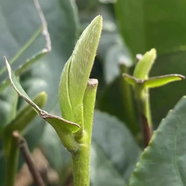Fuding Silver Needle (Bai Hao Yinzhen)