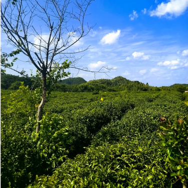 Keemun Black tea