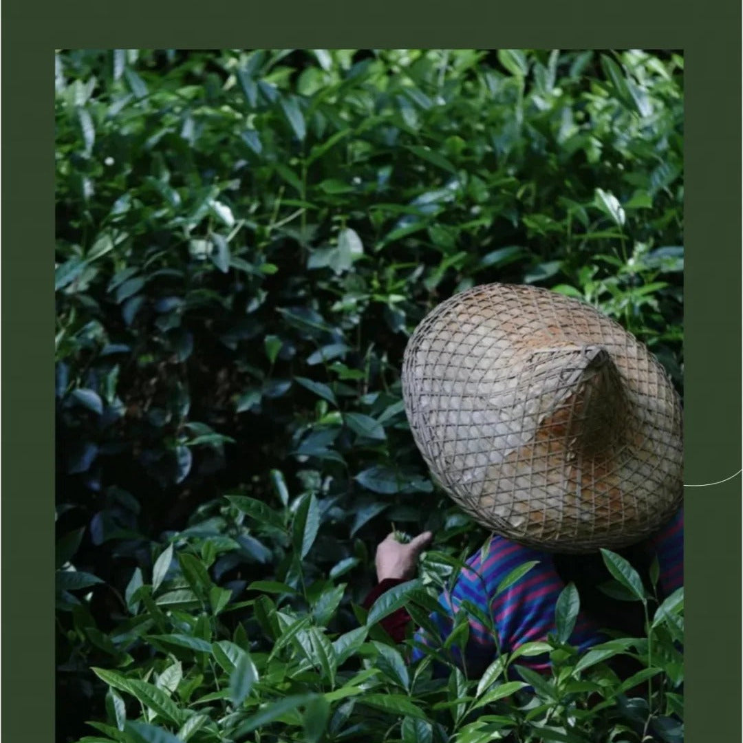 Tea grower hand-picking premium oolong leaves in Wuyi tea garden - Fujian Province