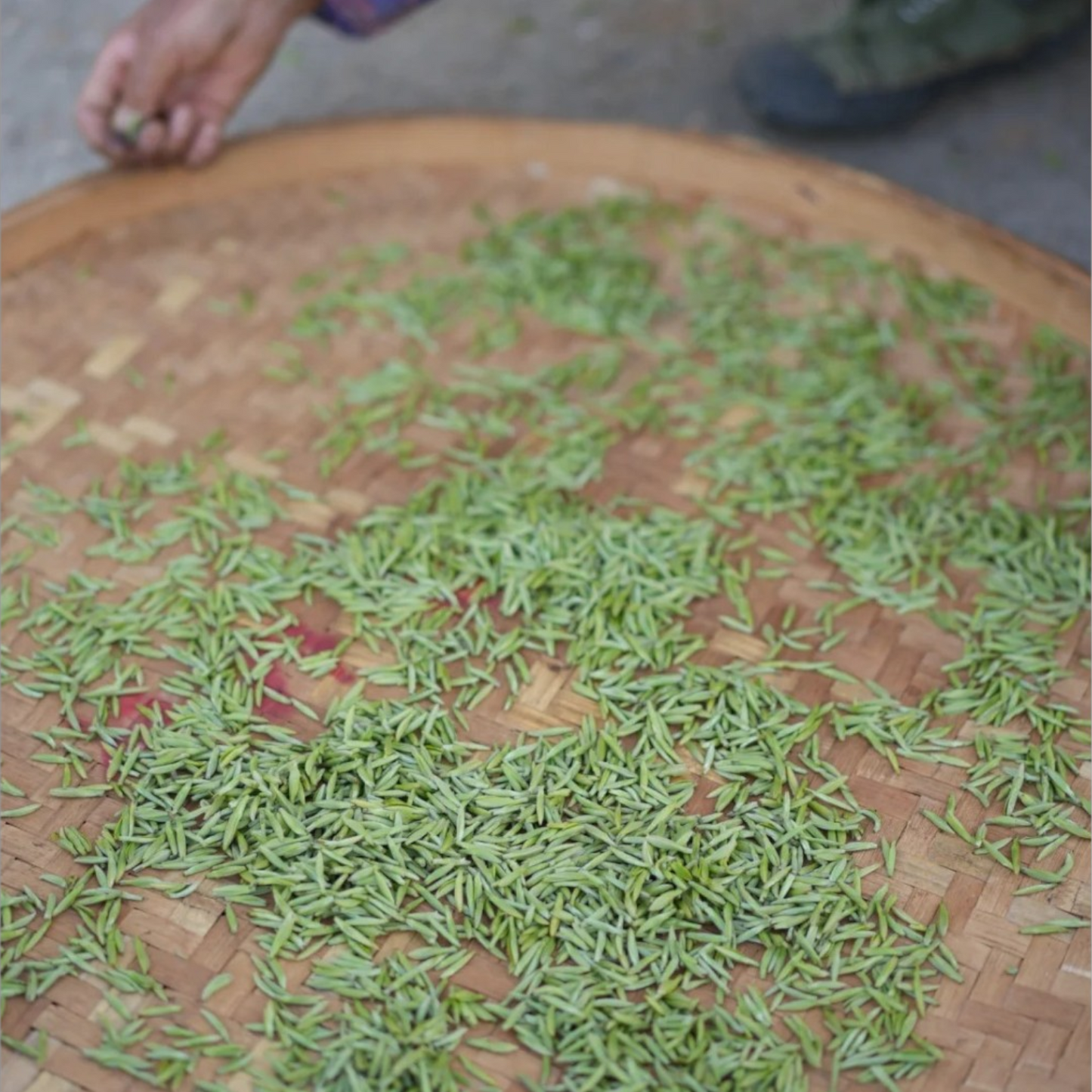 Junshan Yinzhen
