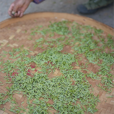Junshan Yinzhen