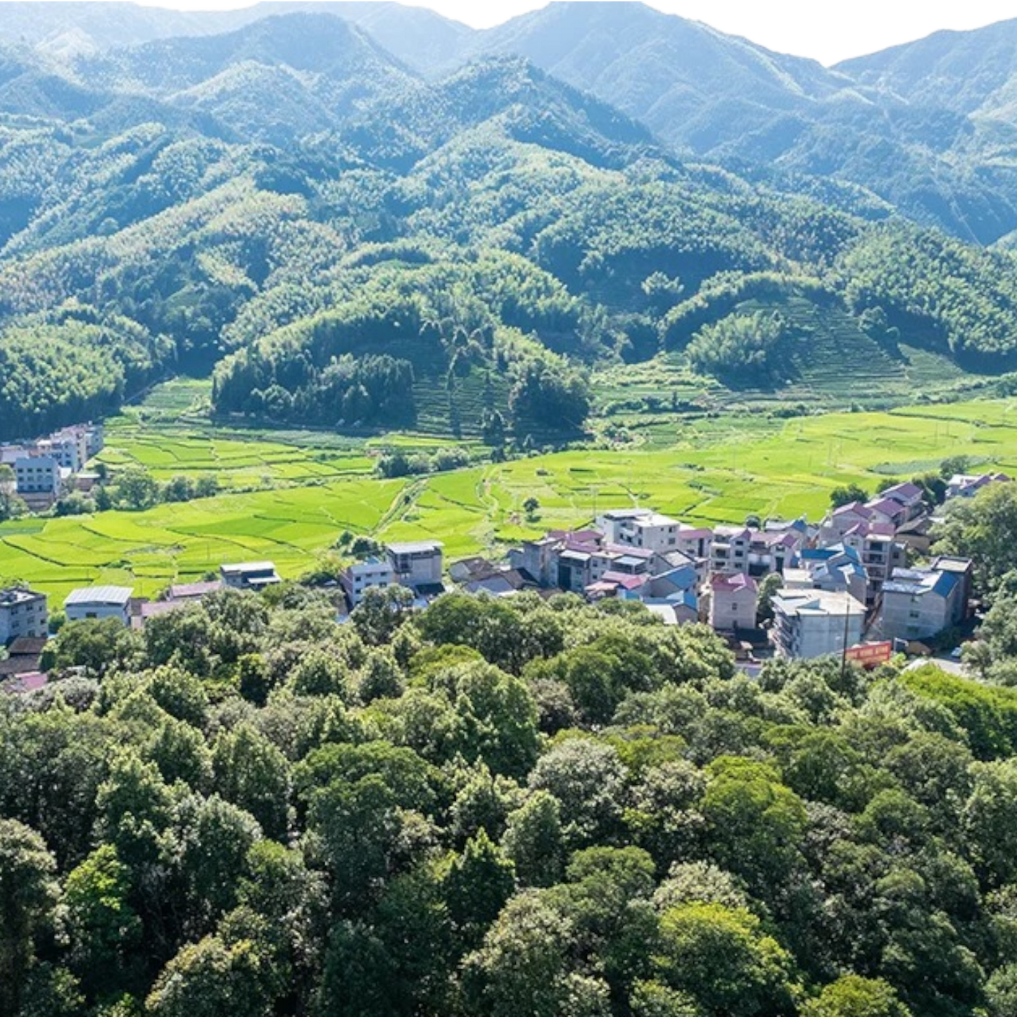 Zhenghe Silver Needle