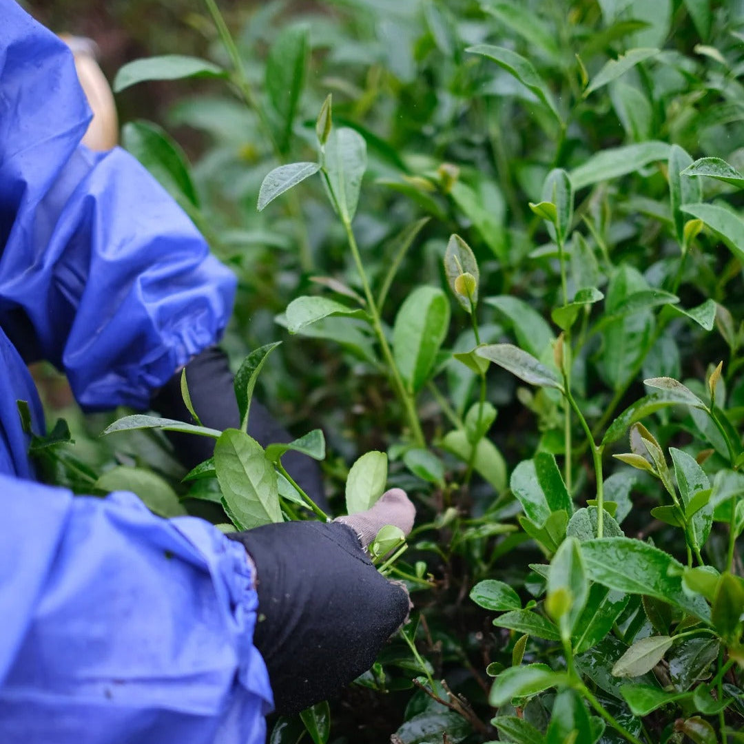 Hand-picking Da Hong Pao tea leaves in Wu Yi Mountain - traditional Chinese tea harvest