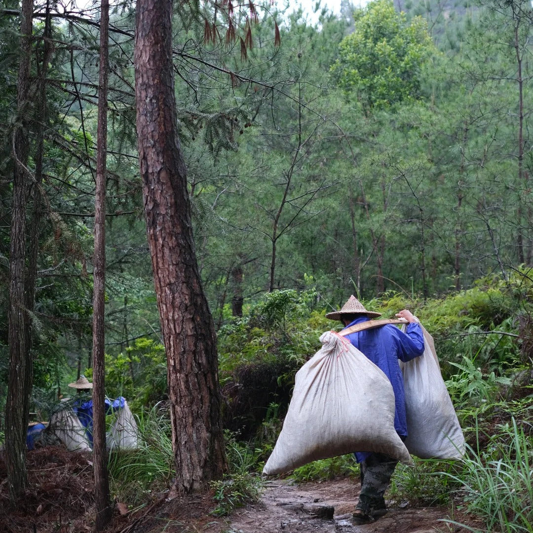 Local tea harvesters working the cliffs of Wu Yi Mountain - source of authentic Wuyi Rock Tea