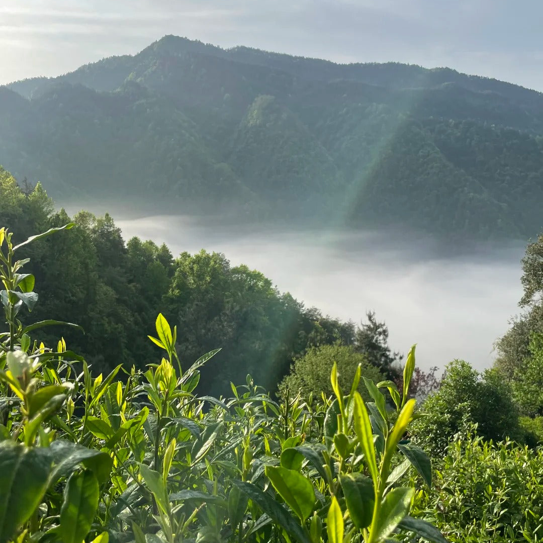 Alishan high mountain tea garden wrapped in cloud and mist above 1,200 metres
