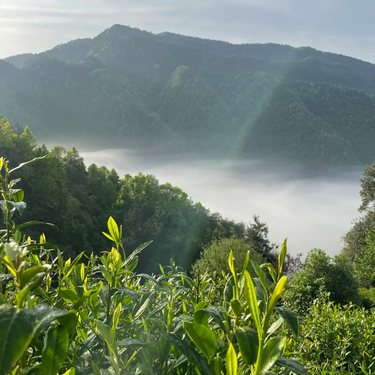 Alishan high mountain tea garden wrapped in cloud and mist above 1,200 metres