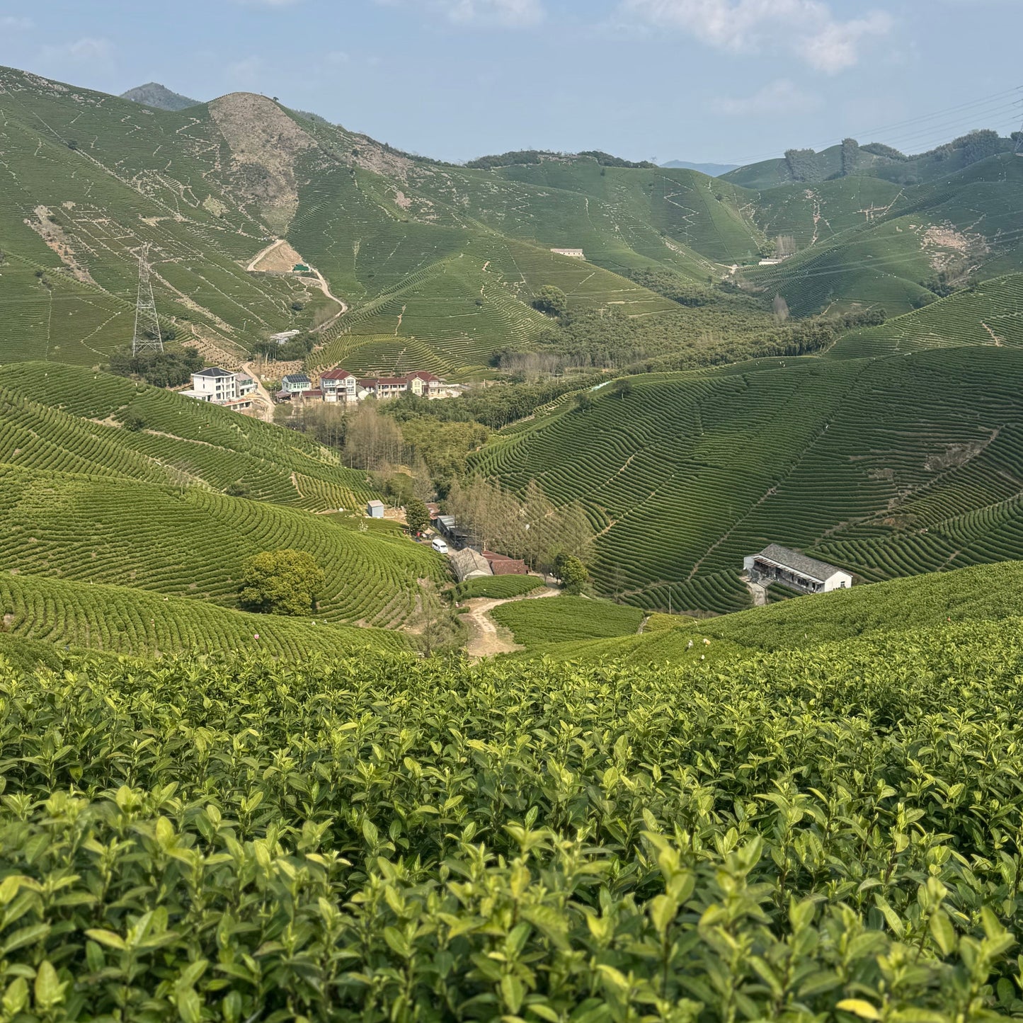 Anji White Tea (An Ji Bai Cha) — A Loose Leaf Chinese Green Tea