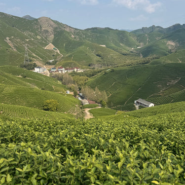Anji White Tea (An Ji Bai Cha) — A Loose Leaf Chinese Green Tea
