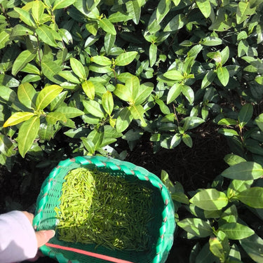 Anji White Tea (An Ji Bai Cha) — A Loose Leaf Chinese Green Tea