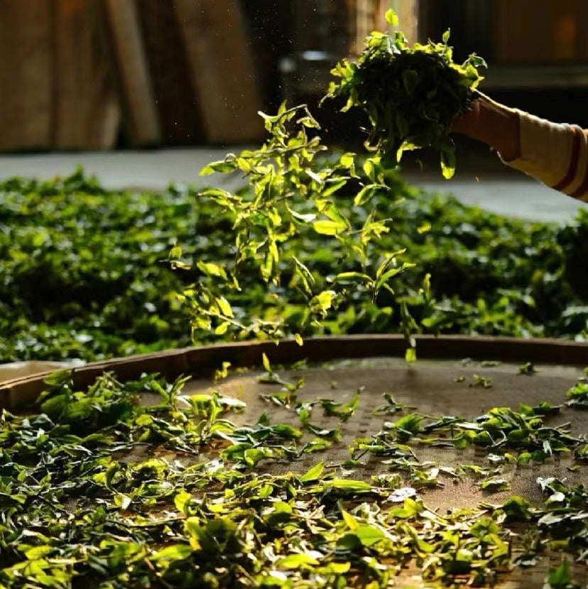 Organic Bi Luo Chun (Biluochun) — Certified Loose Leaf Chinese Green Tea
