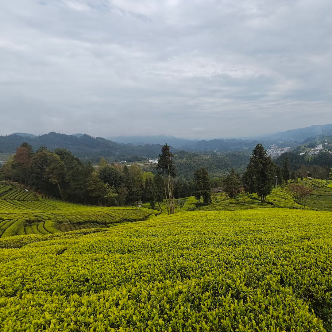 Enshi green tea garden