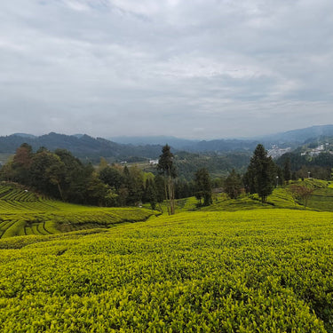 Enshi green tea garden