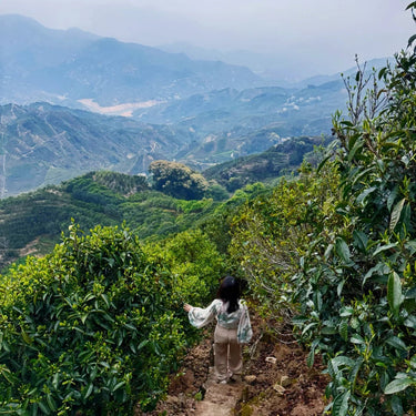 Feng Huang Dan Cong oolong tea garden in the Phoenix Mountain area of Guangdong