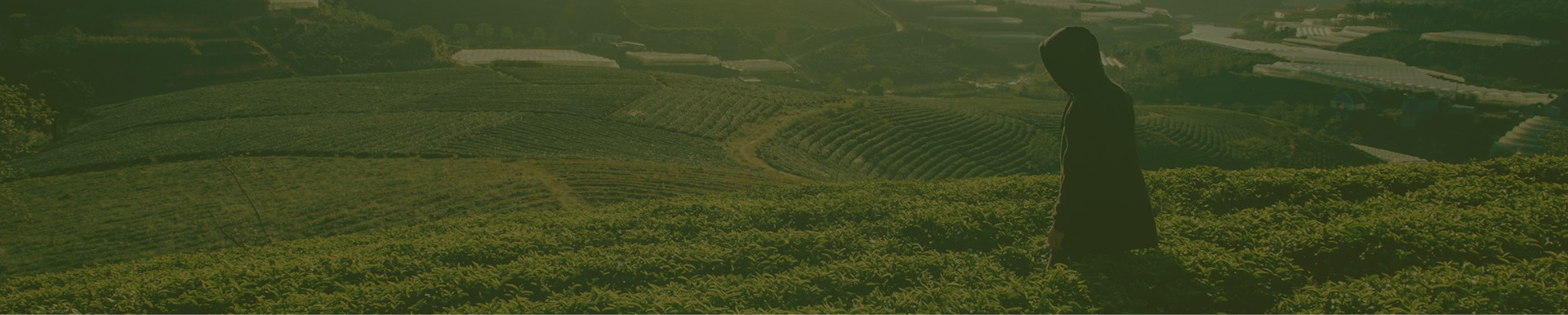 Buy Fu Brick Tea | Hei Cha Fuzhuan | Valley Green Tea