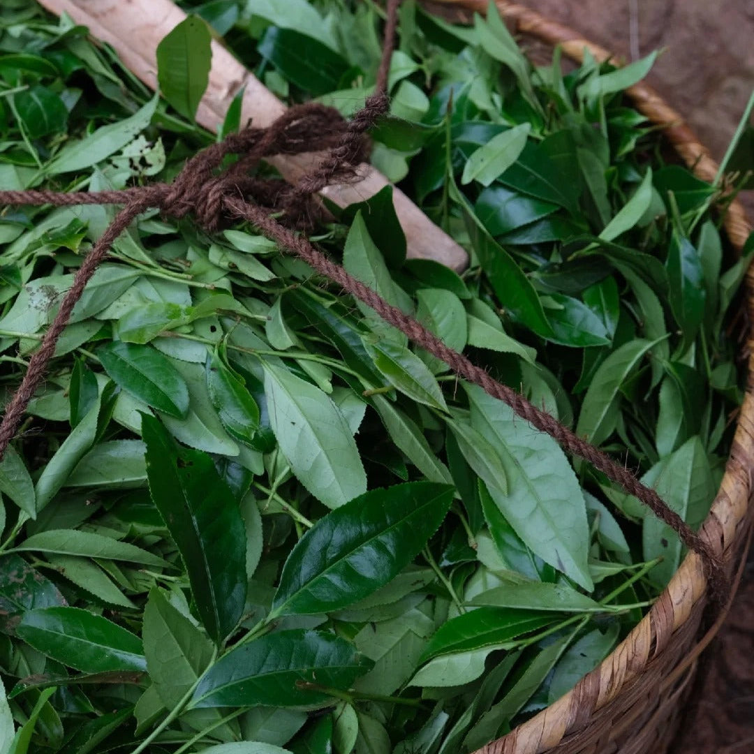 Fresh Rou Gui tea leaves close-up - Wuyi cinnamon oolong before processing