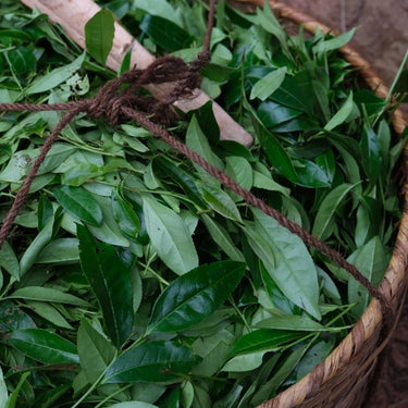 Fresh Rou Gui tea leaves close-up - Wuyi cinnamon oolong before processing