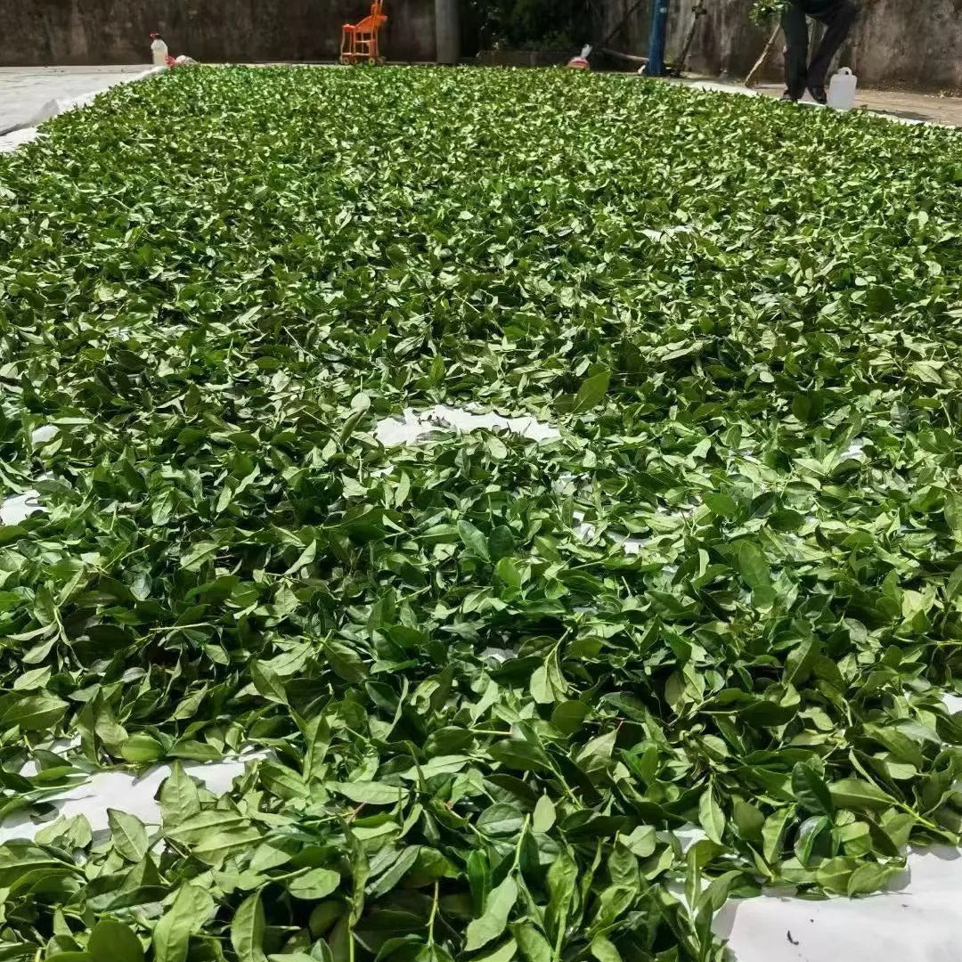 Fresh tea buds on Anxi tea bush - the raw material for Iron Goddess oolong
