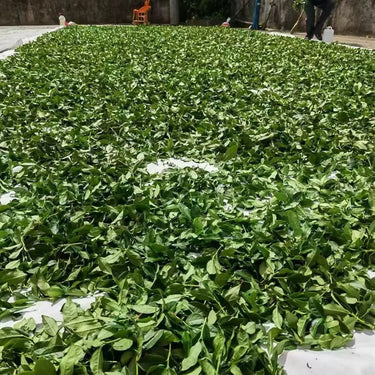 Fresh tea buds on Anxi tea bush - the raw material for Iron Goddess oolong