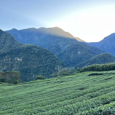 Fresh tea bushes on the misty slopes of Jade Mountain (Yushan), Taiwan