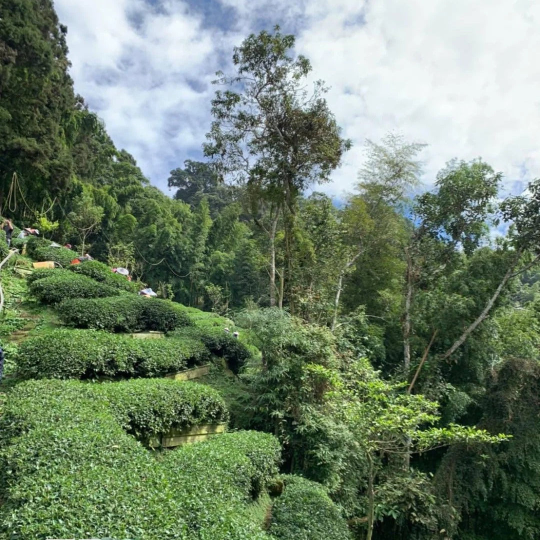 Harvesting Taiwan high mountain oolong by hand above 2,000 metres on Yushan
