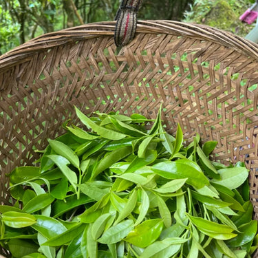 Harvesting single-bush Phoenix Dan Cong leaves from ancient tea trees