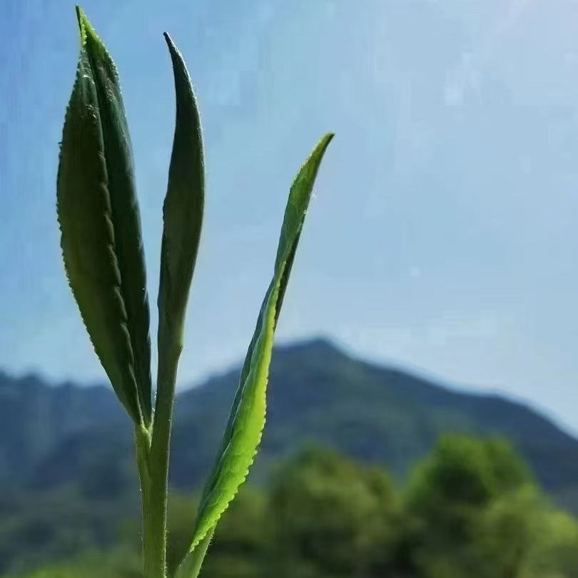 Tai Ping Hou Kui (Monkey King) - Loose Leaf Chinese Green Tea