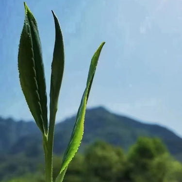 Tai Ping Hou Kui (Monkey King) - Loose Leaf Chinese Green Tea