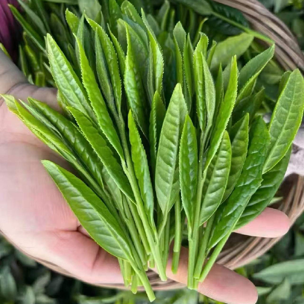 Hou Kui (Monkey King) - Authentic Loose Leaf Green Tea Australia