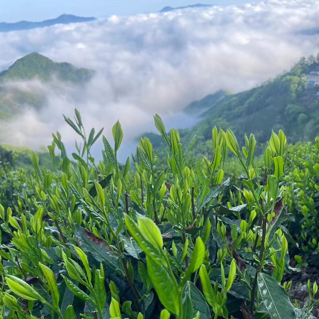 Tai Ping Hou Kui (Monkey King) - Loose Leaf Chinese Green Tea