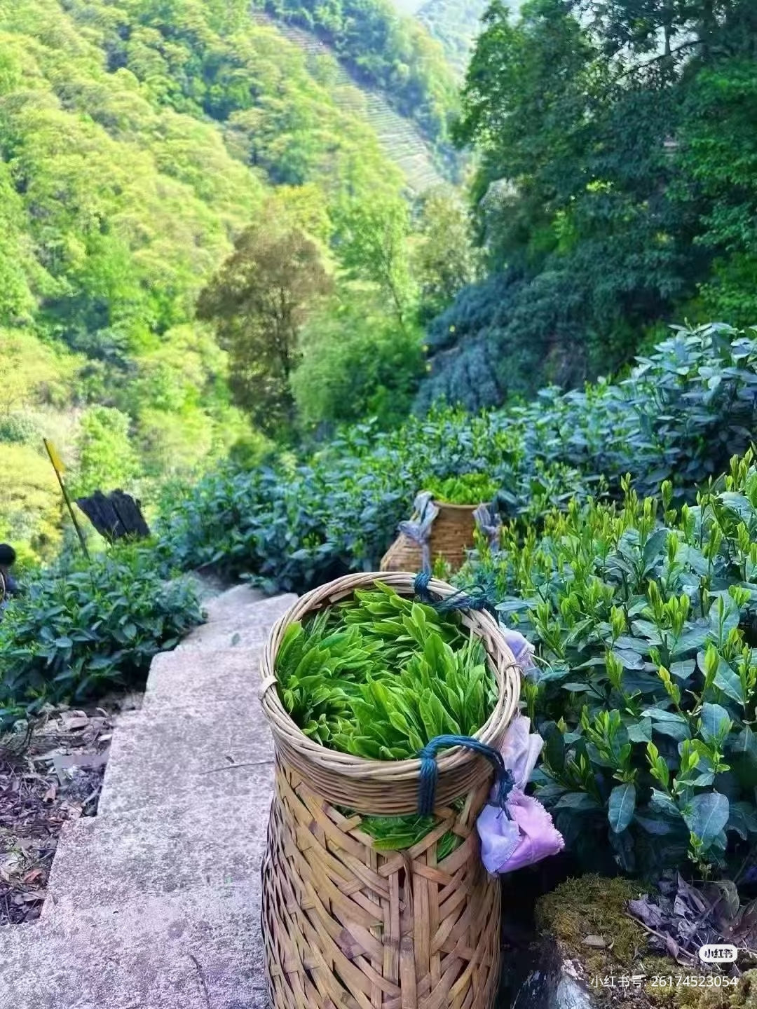 Tai Ping Hou Kui (Monkey King) - Loose Leaf Chinese Green Tea