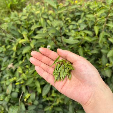Xin Yang Mao Jian — Loose Leaf Chinese Green Tea