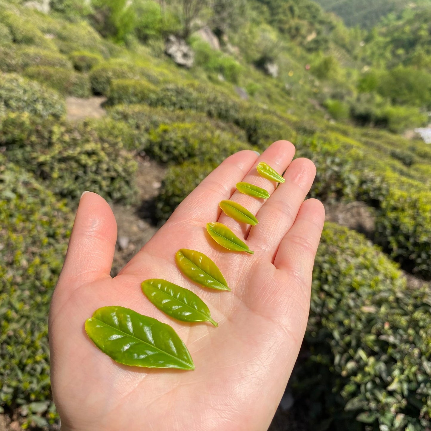 Liu An Gua Pian (Melon Seed) — Loose Leaf Chinese Green Tea