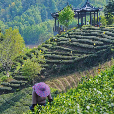 Liu An Gua Pian (Melon Seed) — Loose Leaf Chinese Green Tea